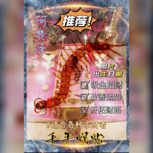 千手蜈蚣招财法事